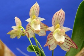 Bulbophyllum ambrosia.