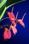 Masdevallia floribunda `Maj' x self (Pink).