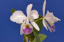Cattleya warneri v. coerulea x self.