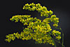Oncidium cheirophorum.