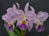 Cattleya labiata Coerulea 'Natural World' AM/AOS x self
