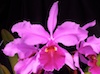 Cattleya warscewiczii  'Alexanders Variety' x sib 'Kathleen' AM/AOS