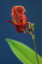 Scaphosepalum anchoriferum 'Fortuna Rojo'.