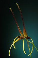 BULBOPHYLLUM kermesinum.