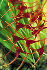 Masdevallia herradurae.