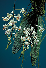 Phalaenopsis celebensis.