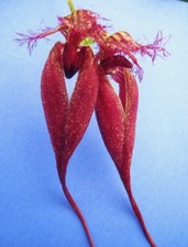 Bulbophyllum Crownpoint x Bulbophyllum fascinator