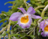 Dendrobium loddigesii