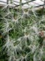 Habenaria medusa `Natural World'