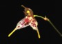 Pleurothallis alata.