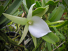 Angraecum didieri x self.